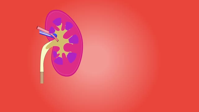 Kidney function health