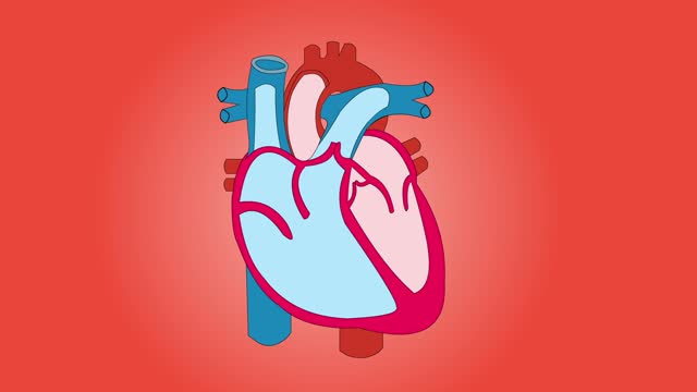 Heart function anatomy