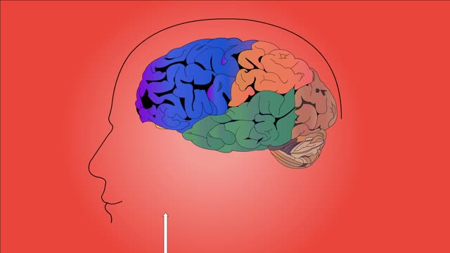 Brain function anatomy
