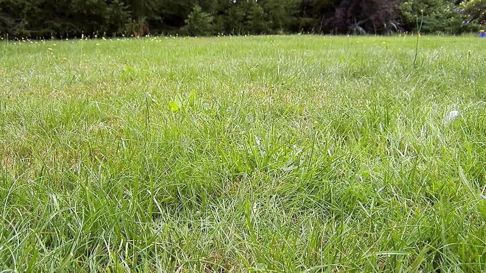 Birds grass nature