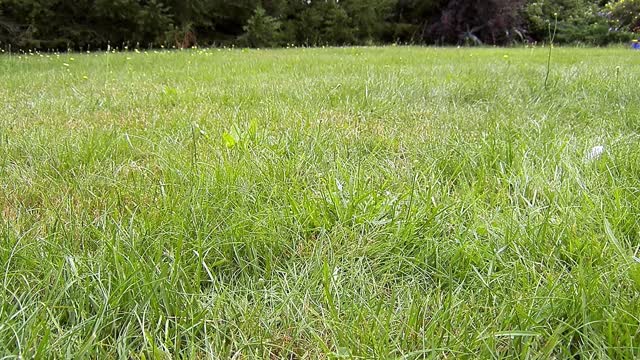 Birds grass nature