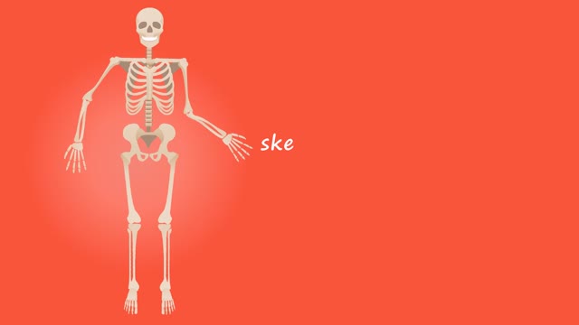 Human skeleton anatomy