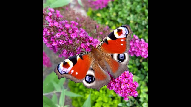 Peacock butterfly butterfly nature