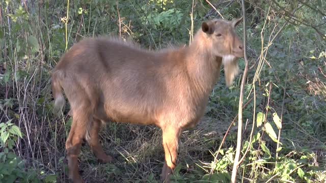 Goat forest summer