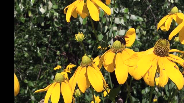 Bee pollinating insect
