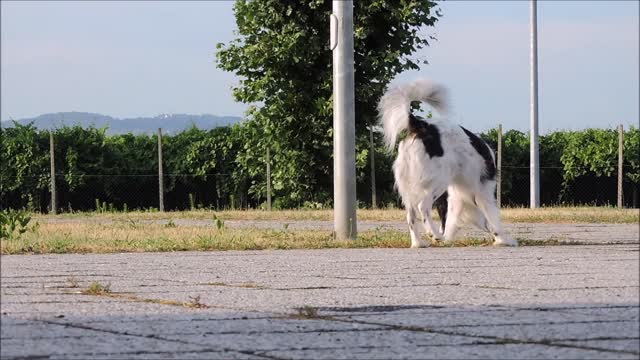 Dog sniff garden