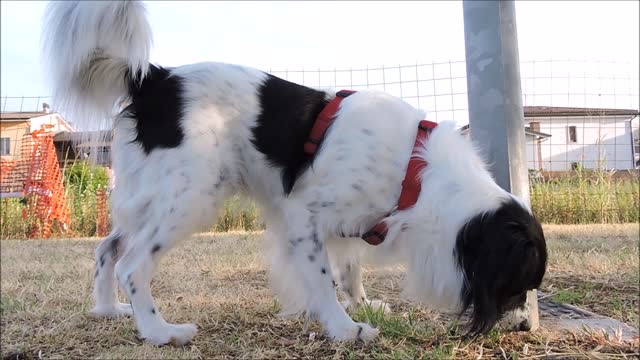 Dog sniff pee
