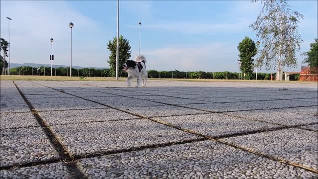 Dog run walk