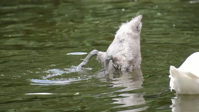 Swans young animals dive