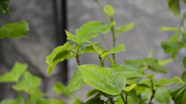 Rain plant green
