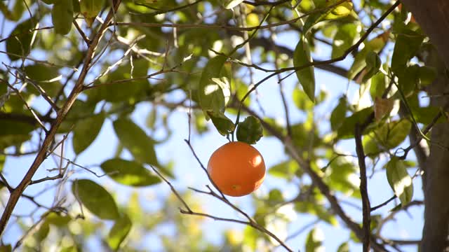 Orange fruit tree