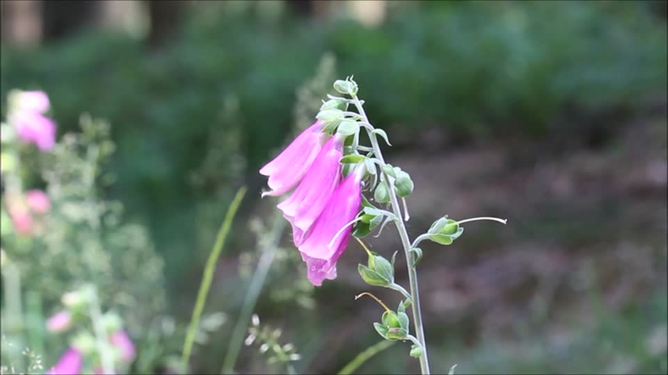 Thimble common foxglove digitalis purpurea