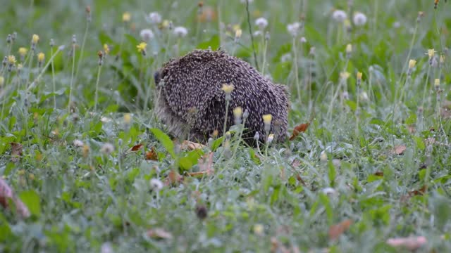 Hedgehog garden animal
