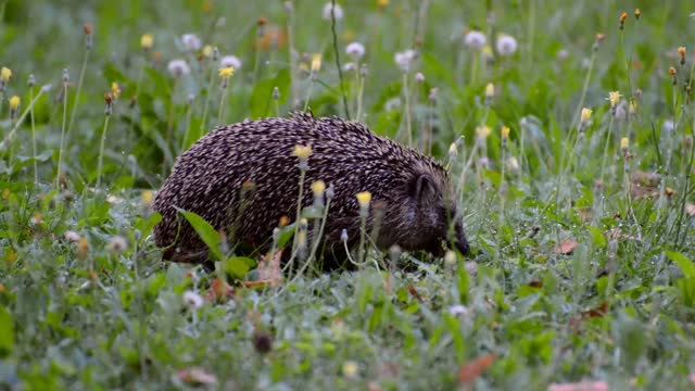 Hedgehog garden animal