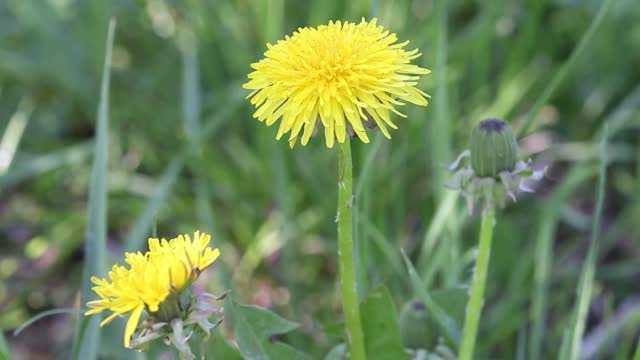 Sonchus oleraceus flower meadow