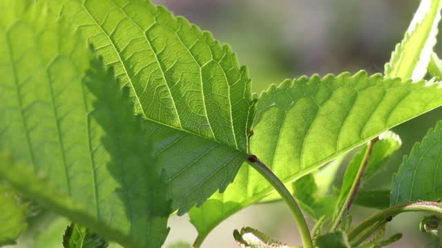 Leaf sprig tree
