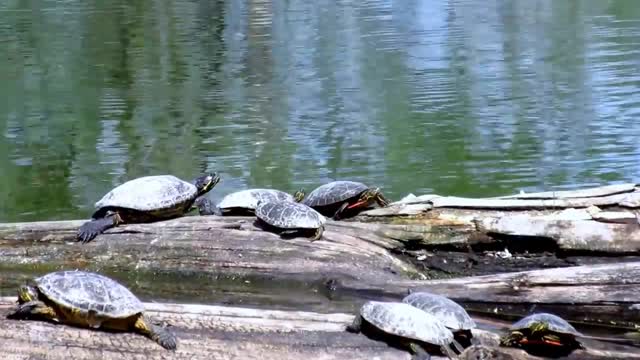 Turtles reptiles animals