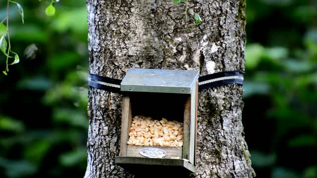 Tit bird house feed