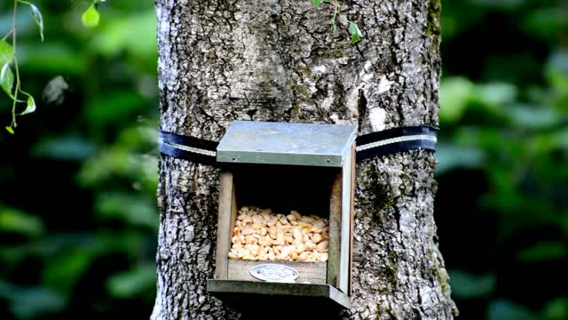 Tit bird house feed