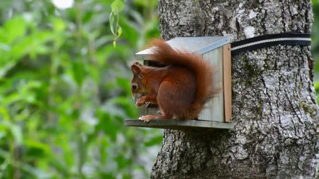 Squirrel red rodent