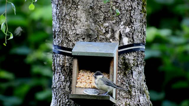 Tit bird bird house