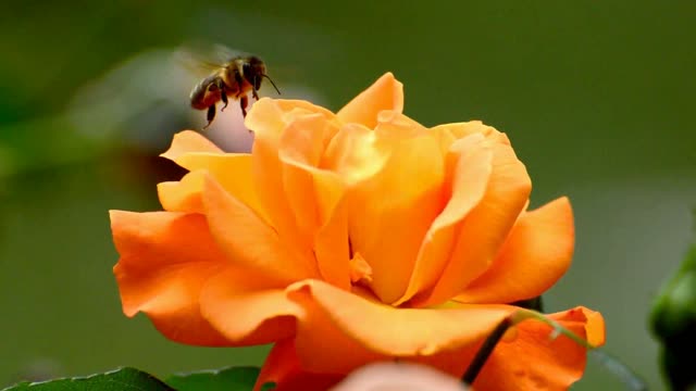 Rose orange bees