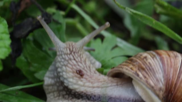 Snail fauna macro
