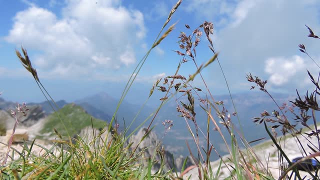Mountain wind grass