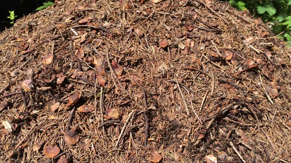 Ants anthill nature