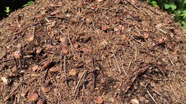 Ants anthill nature