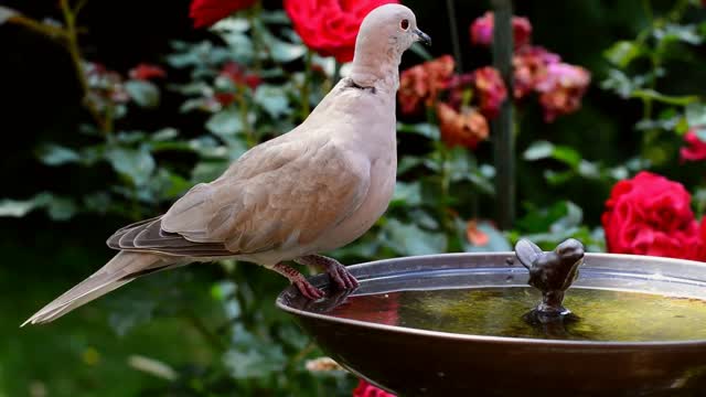Bird bath dove drink
