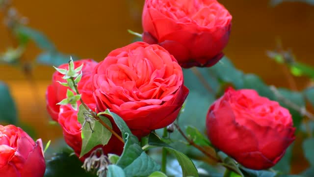 Roses red flower