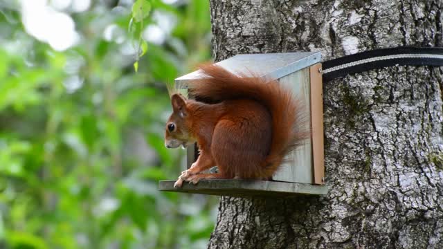 Squirrel red rodent