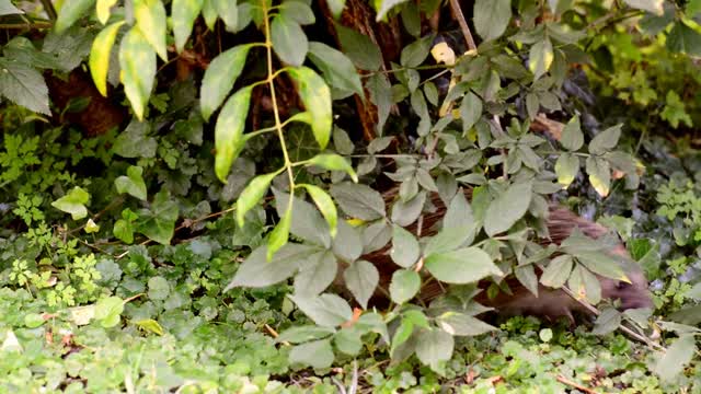 Hedgehog garden animal