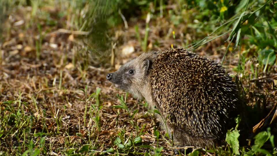 Hedgehog garden animal