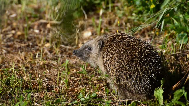 Hedgehog garden animal