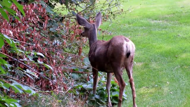 Deer nature tree