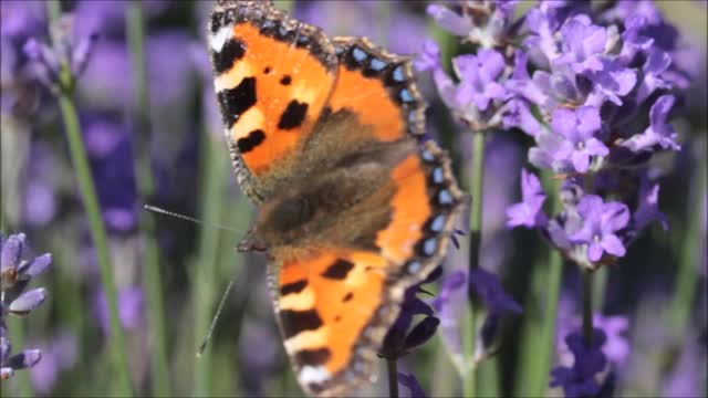 Butterfly little fox nymphalis urticae