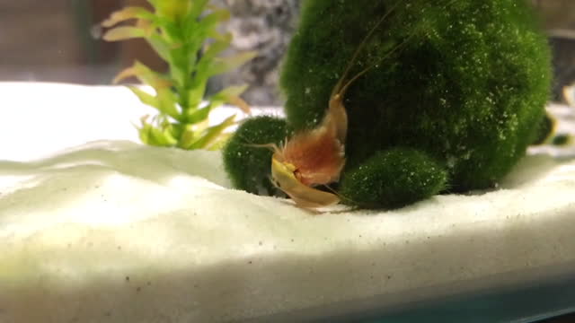 Skinning triops chitin
