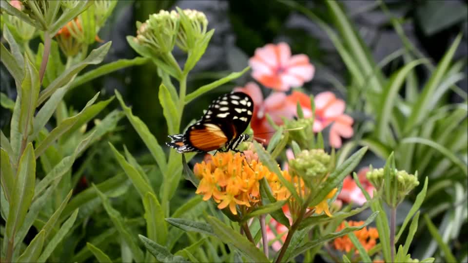Butterfly insect nature