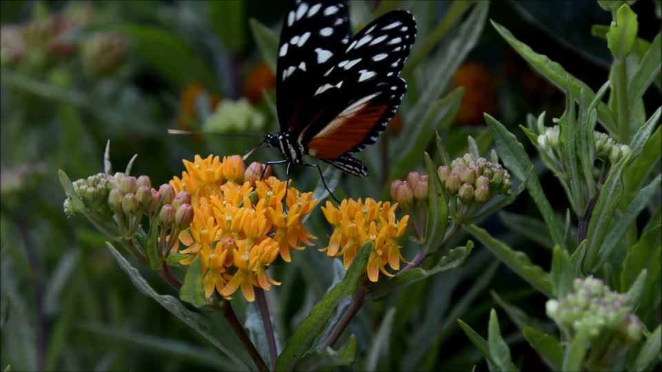 Butterfly insect nature