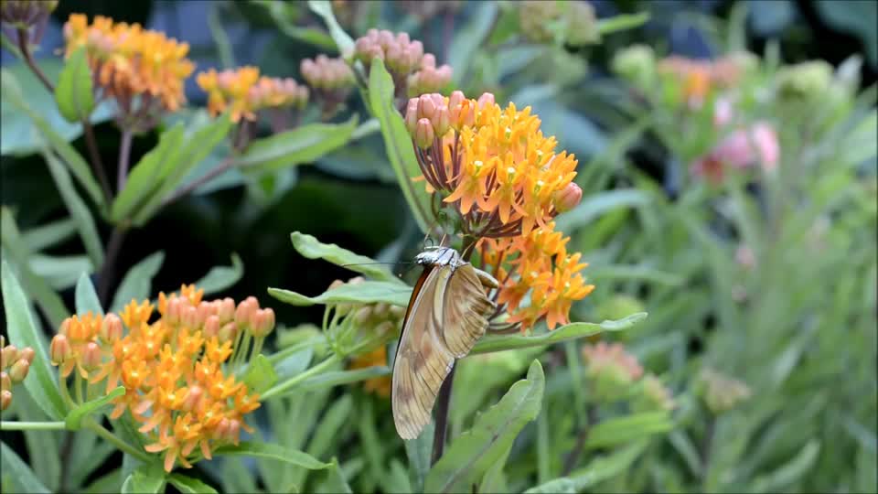 Butterfly insect nature