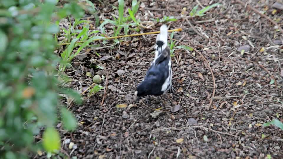 Bird magpie house magpie