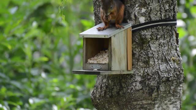 Squirrel rodent cute