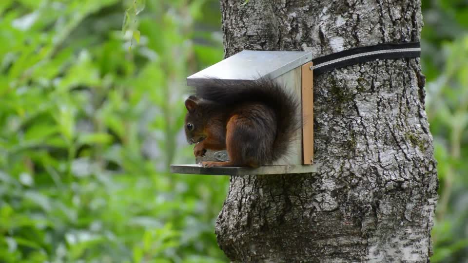 Squirrel rodent cute