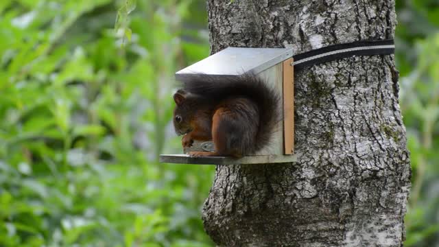 Squirrel rodent cute