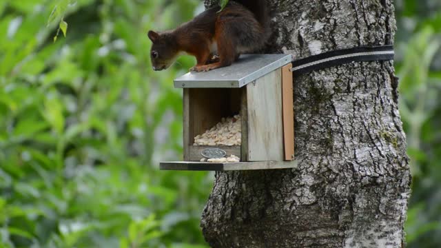 Squirrel rodent cute