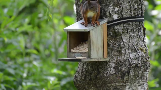 Squirrel rodent cute