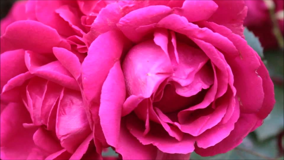 Roses rose petals red