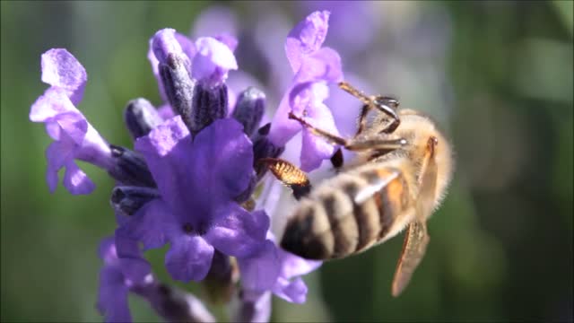 Lavender bee real lavender